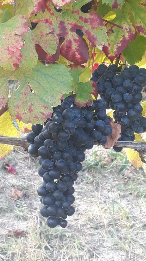 Agriturismo "Veritas" Bed & Wine Casaleggio Boiro Ngoại thất bức ảnh