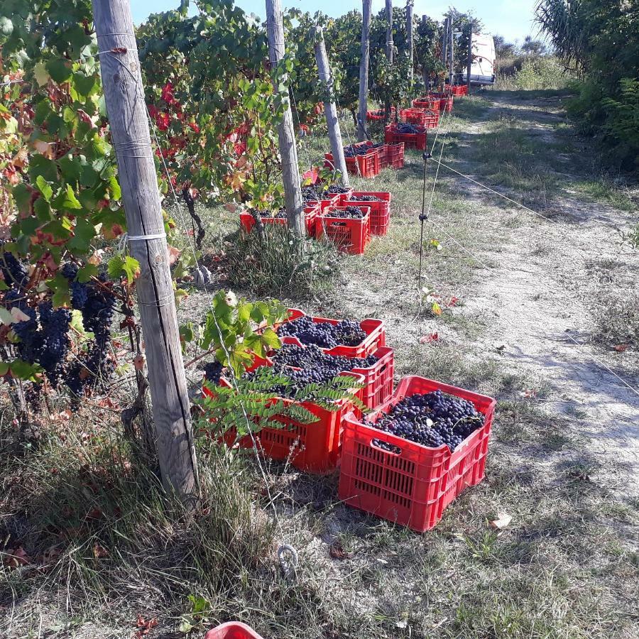 Agriturismo "Veritas" Bed & Wine Casaleggio Boiro Ngoại thất bức ảnh