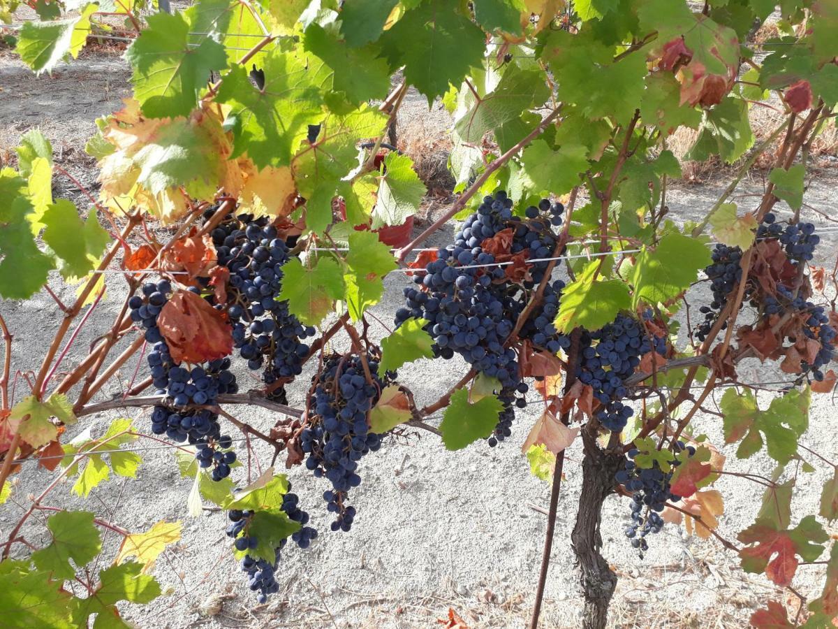 Agriturismo "Veritas" Bed & Wine Casaleggio Boiro Ngoại thất bức ảnh